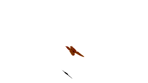 butterfly3